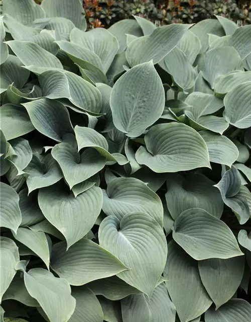 Große Blaublatt-Garten-Funkie 'Elegans'