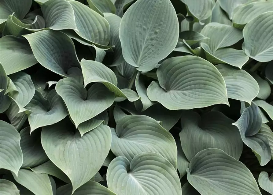 Große Blaublatt-Garten-Funkie 'Elegans'