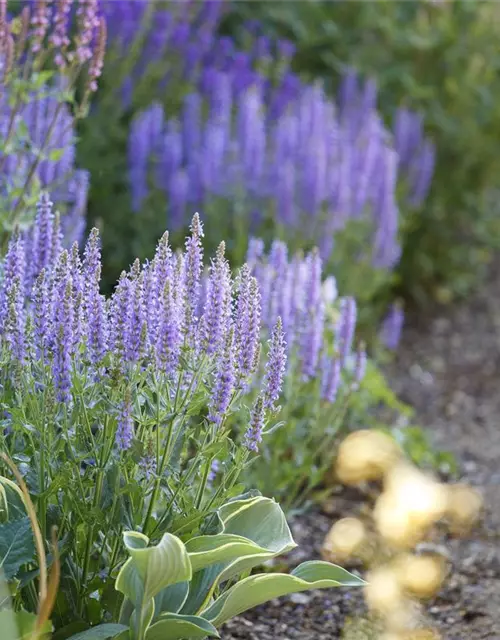 Garten-Blüten-Salbei 'Amethyst'