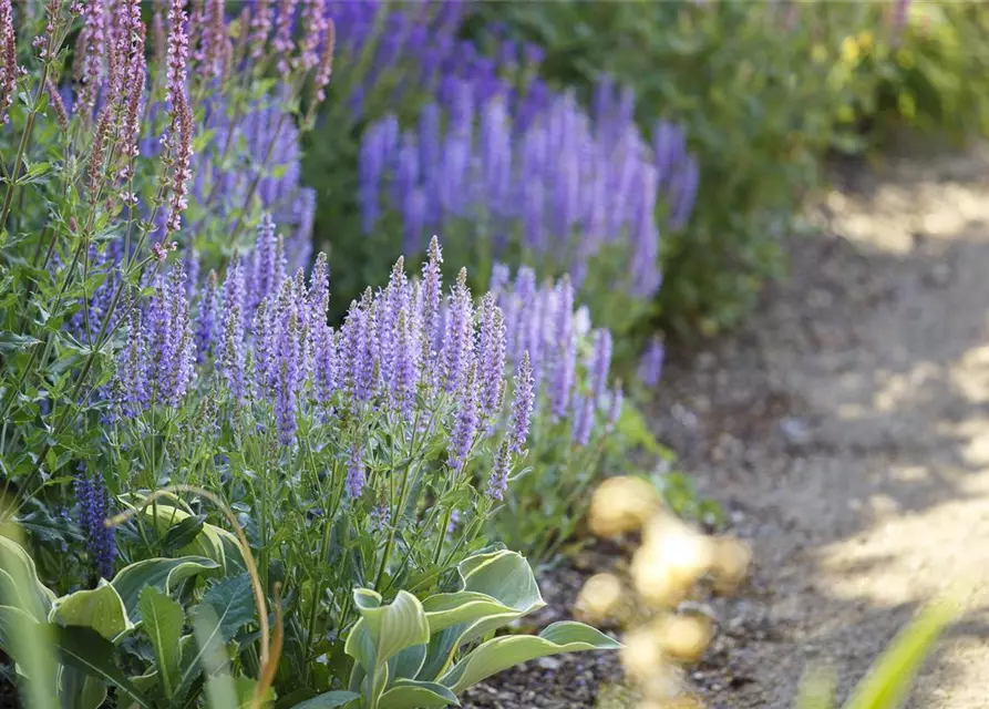 Garten-Blüten-Salbei 'Amethyst'