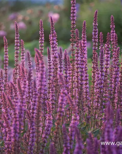 Garten-Blüten-Salbei 'Amethyst'