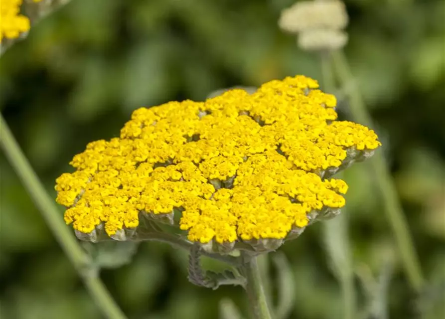 Hohe Garten-Gold-Garbe 'Coronation Gold'