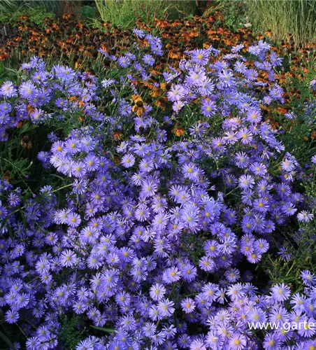 Glatte Aster