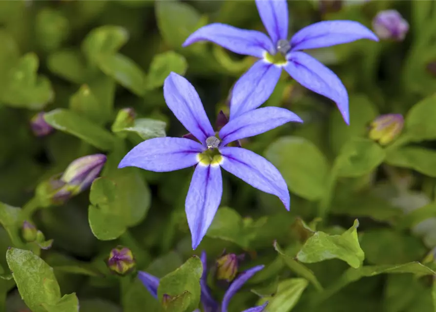 Garten-Scheinlobelie 'County Park'