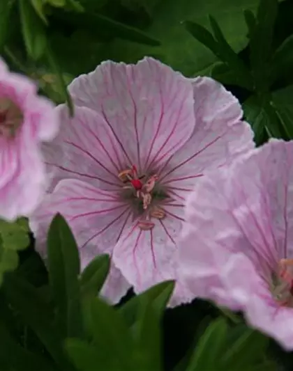 Garten-Blut-Storchschnabel 'Vision Light Pink'