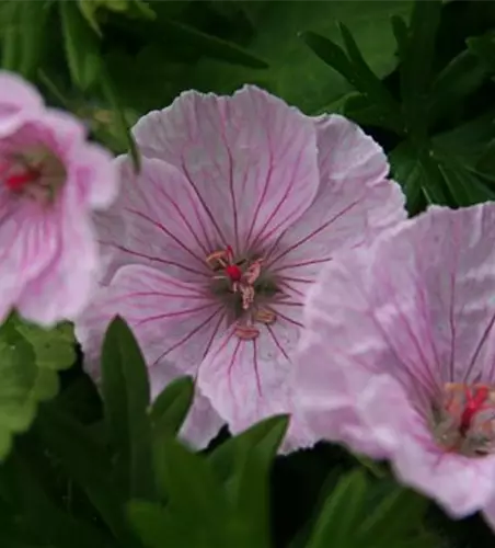 Garten-Blut-Storchschnabel 'Vision Light Pink'