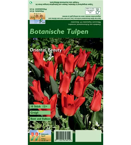 Greigii-Tulpe 'Oriental Beauty'