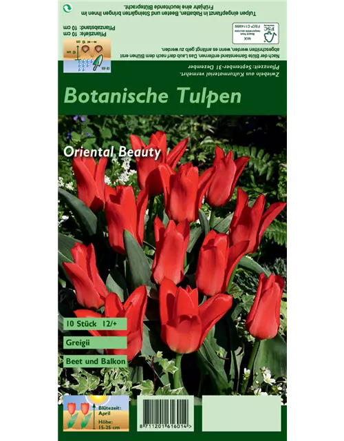 Greigii-Tulpe 'Oriental Beauty'