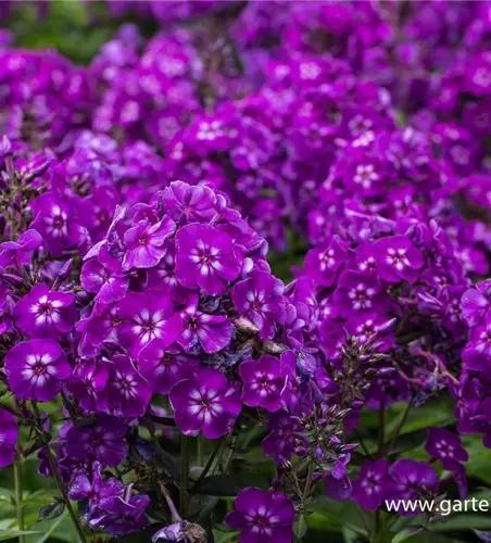 Hohe Garten-Flammenblume 'Purple Kiss'