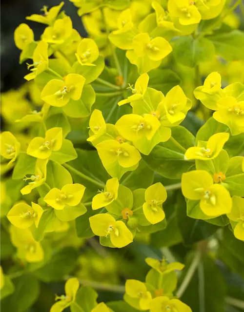 Hohe Garten-Wolfsmilch 'Goldener Turm'