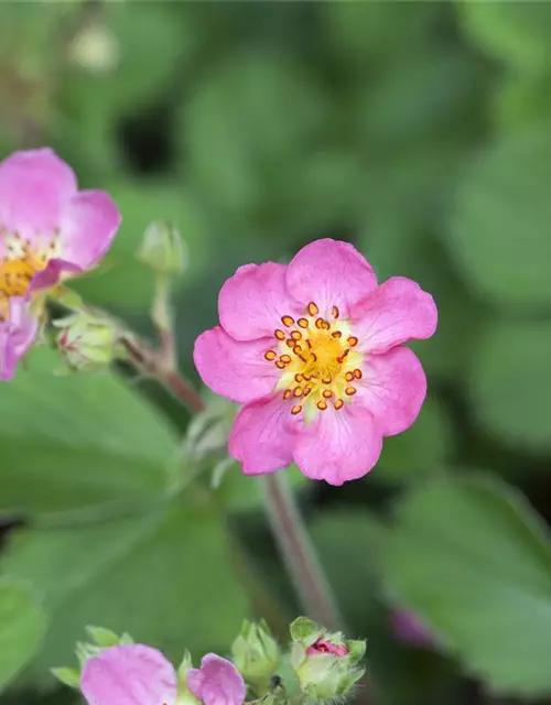 Garten-Zier-Erdbeere 'Pink Panda'®