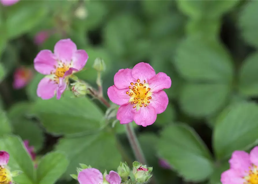 Garten-Zier-Erdbeere 'Pink Panda'®