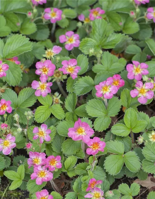 Garten-Zier-Erdbeere 'Pink Panda'®