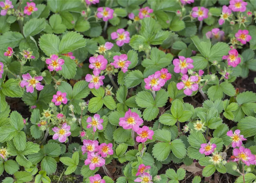 Garten-Zier-Erdbeere 'Pink Panda'®