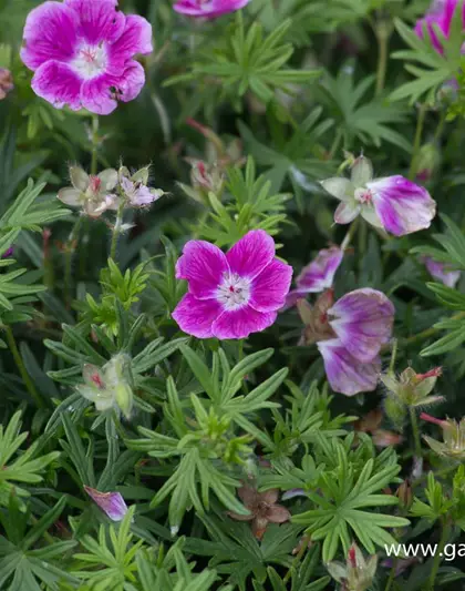Garten-Blut-Storchschnabel 'Elke'