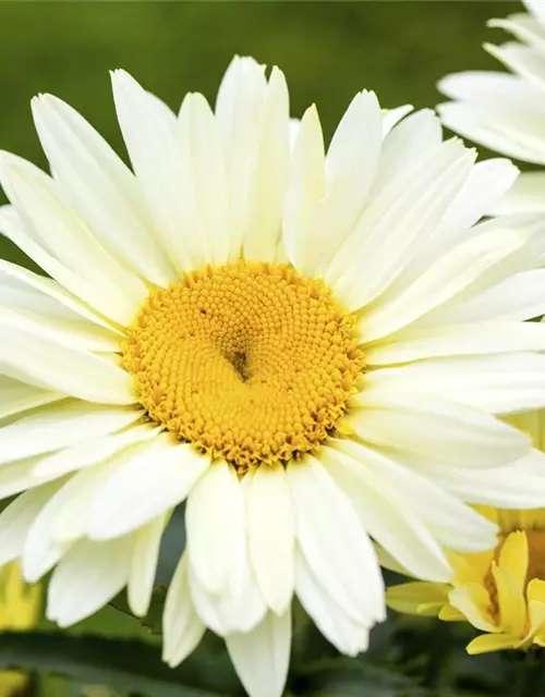 Großblumige Garten-Margerite 'Broadway Lights'®