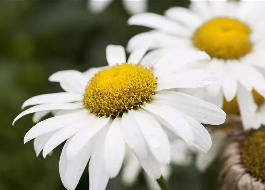 Großblumige Garten-Margerite 'Broadway Lights'®