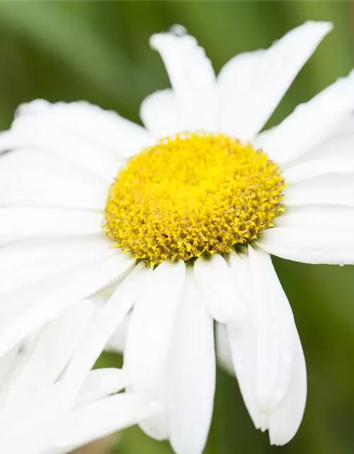 Großblumige Garten-Margerite 'Broadway Lights'®