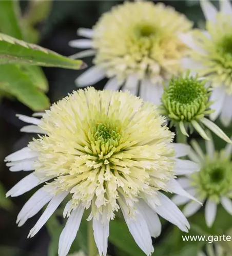 Garten-Scheinsonnenhut 'Meringue'