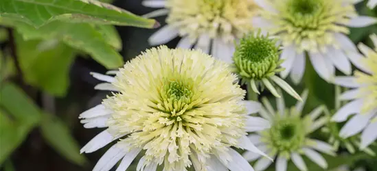 Garten-Scheinsonnenhut 'Meringue'