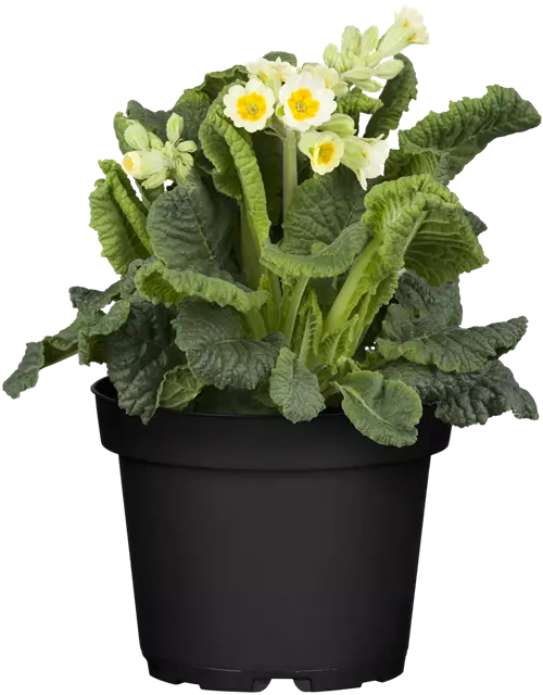 Stielprimel bunter Mix