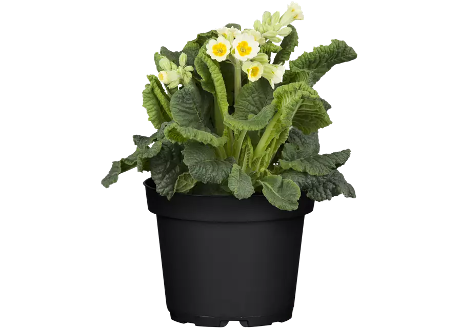 Stielprimel bunter Mix