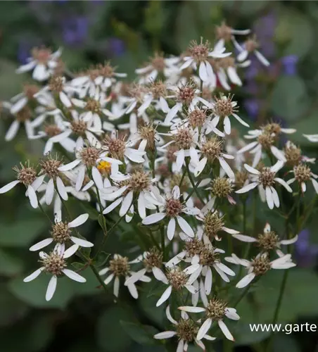 Herzblatt-Aster