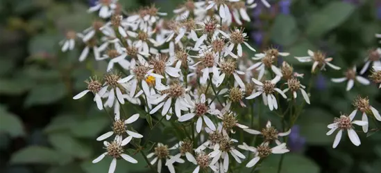 Herzblatt-Aster