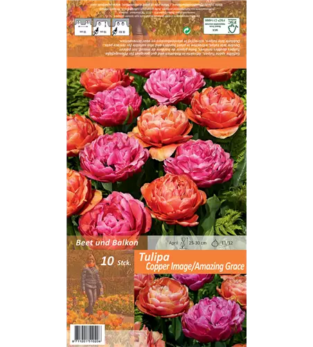 Gefüllte späte Tulpen 'Copper Image & Amazing Grace'