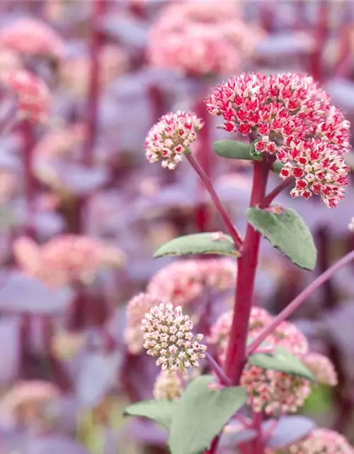 Großes Garten-Fettblatt 'Red Cauli'®