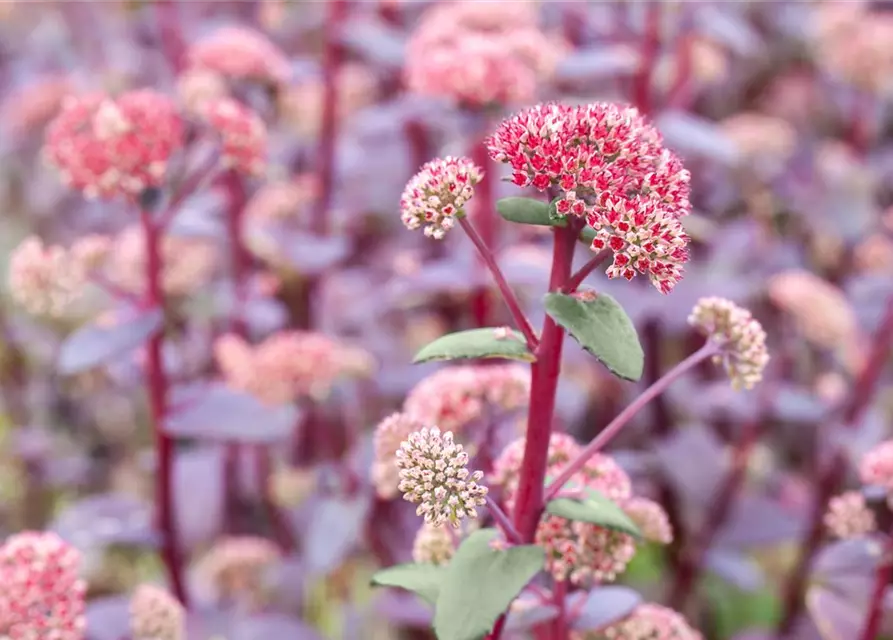 Großes Garten-Fettblatt 'Red Cauli'®