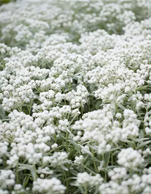 Garten-Perlkörbchen 'Silberregen'