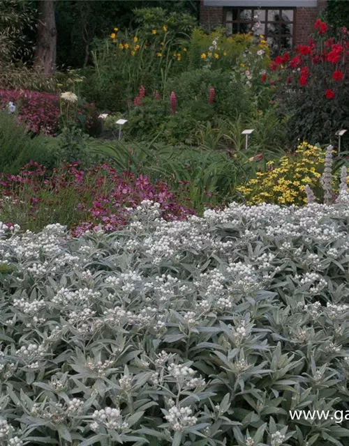 Garten-Perlkörbchen 'Silberregen'