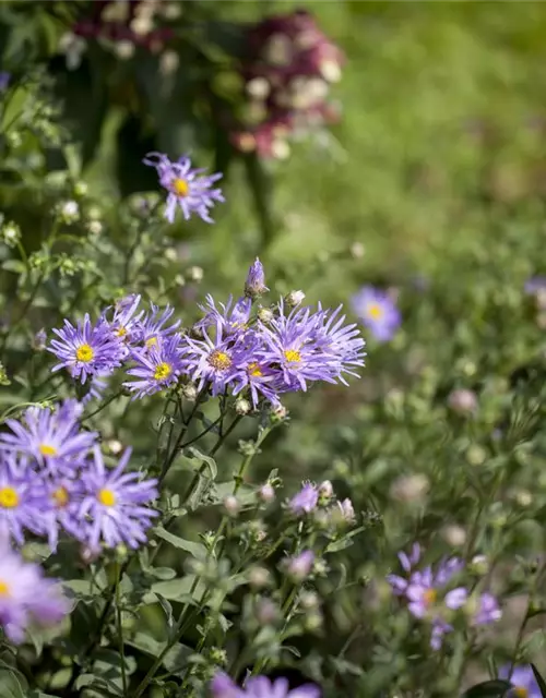 Garten-Sommer-Aster 'Rudolf Goethe'