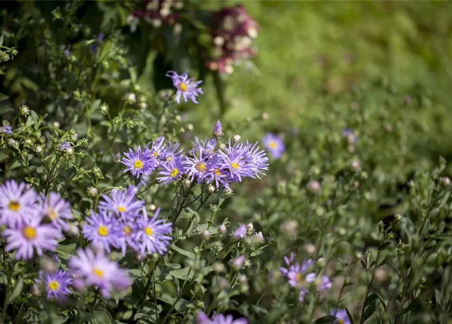 Garten-Sommer-Aster 'Rudolf Goethe'