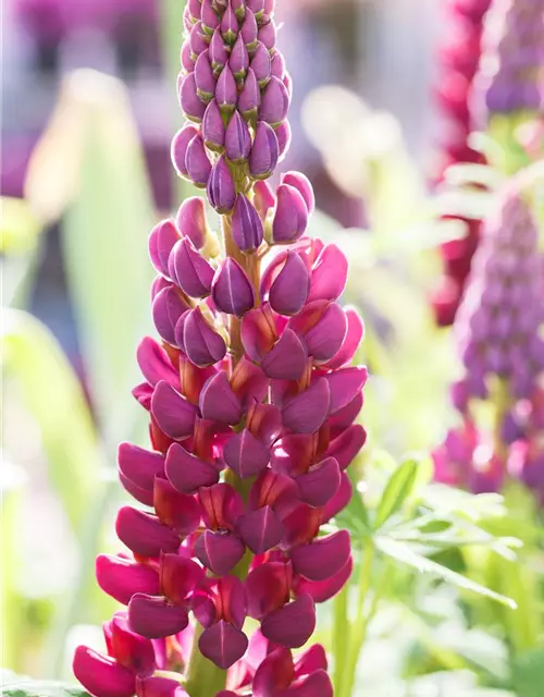 Garten-Lupine 'Master Piece'®