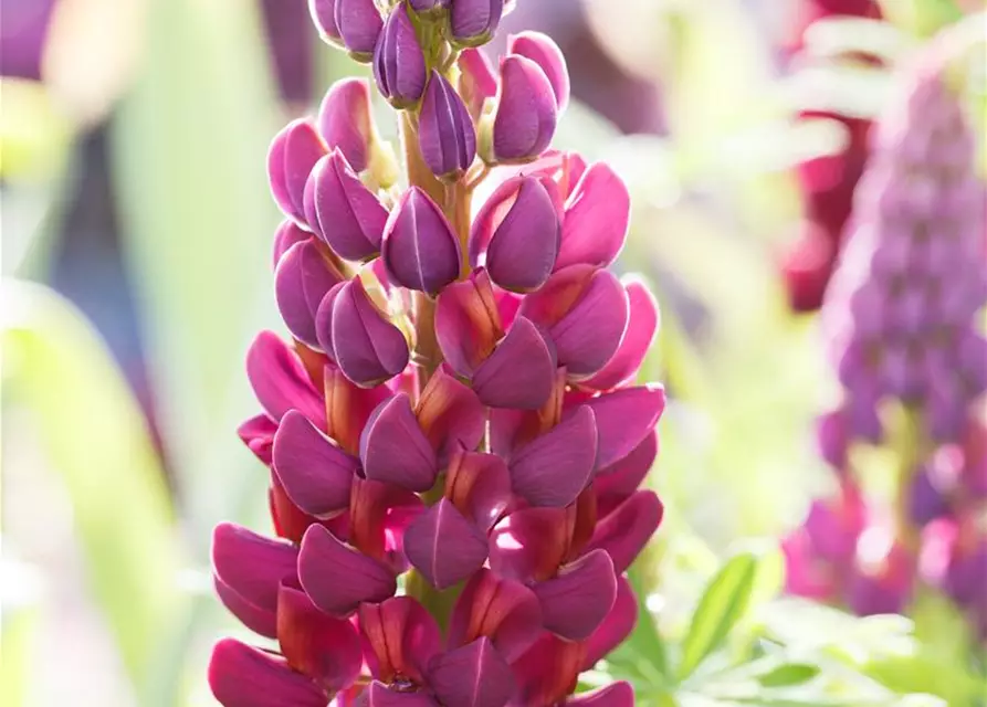 Garten-Lupine 'Master Piece'®