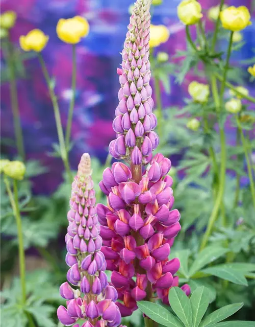 Garten-Lupine 'Master Piece'®