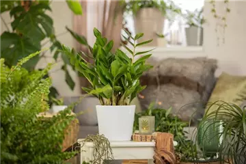 ZAMIOCULCAS - BESONDERS PFLEGELEICHT!