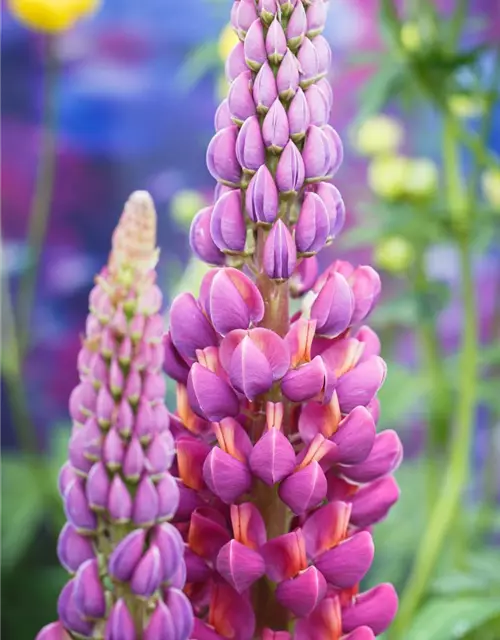 Garten-Lupine 'Master Piece'®