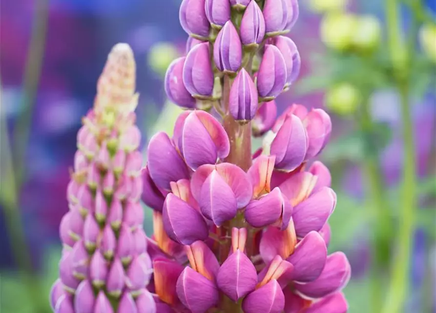 Garten-Lupine 'Master Piece'®