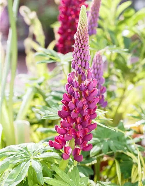 Garten-Lupine 'Master Piece'®