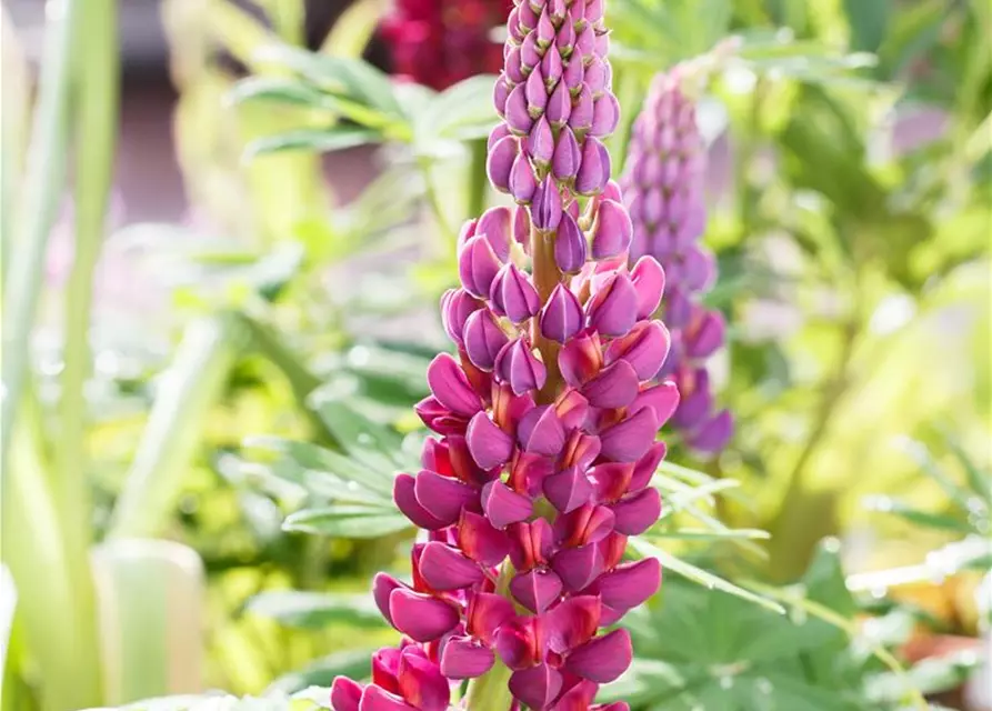 Garten-Lupine 'Master Piece'®