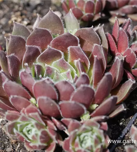 Garten-Steinrose 'Pilatus'