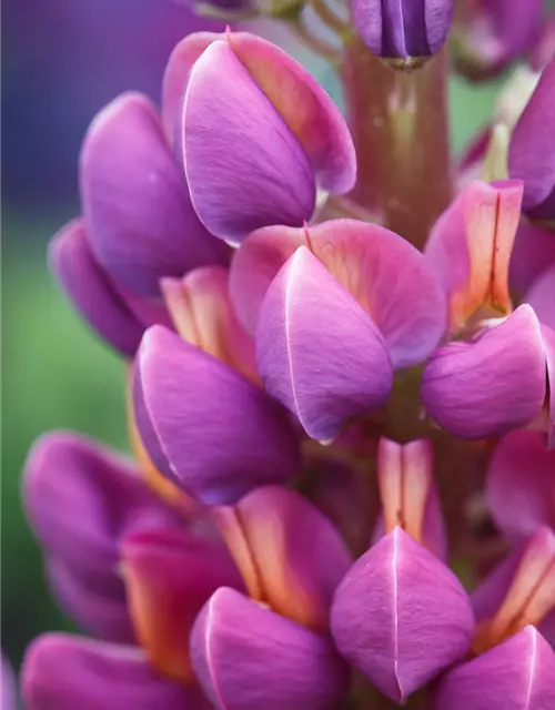Garten-Lupine 'Master Piece'®