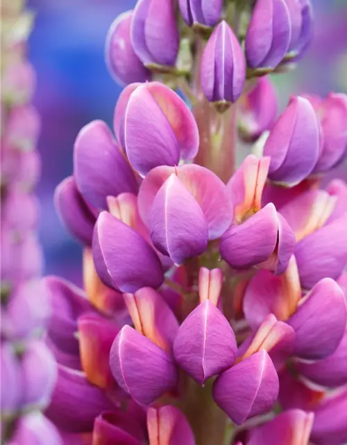 Garten-Lupine 'Master Piece'®