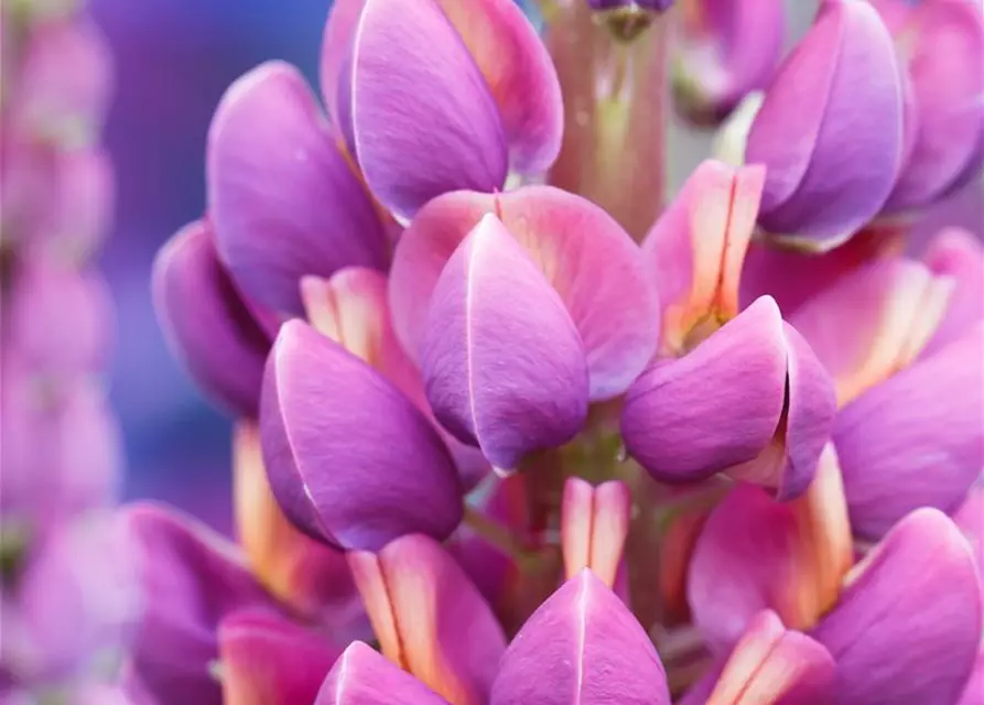 Garten-Lupine 'Master Piece'®