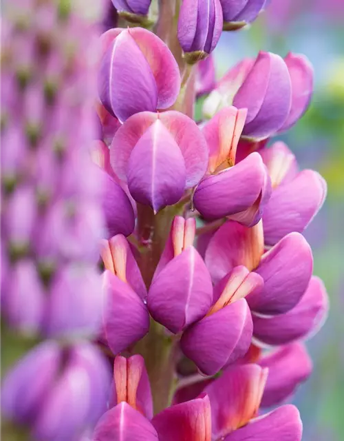 Garten-Lupine 'Master Piece'®