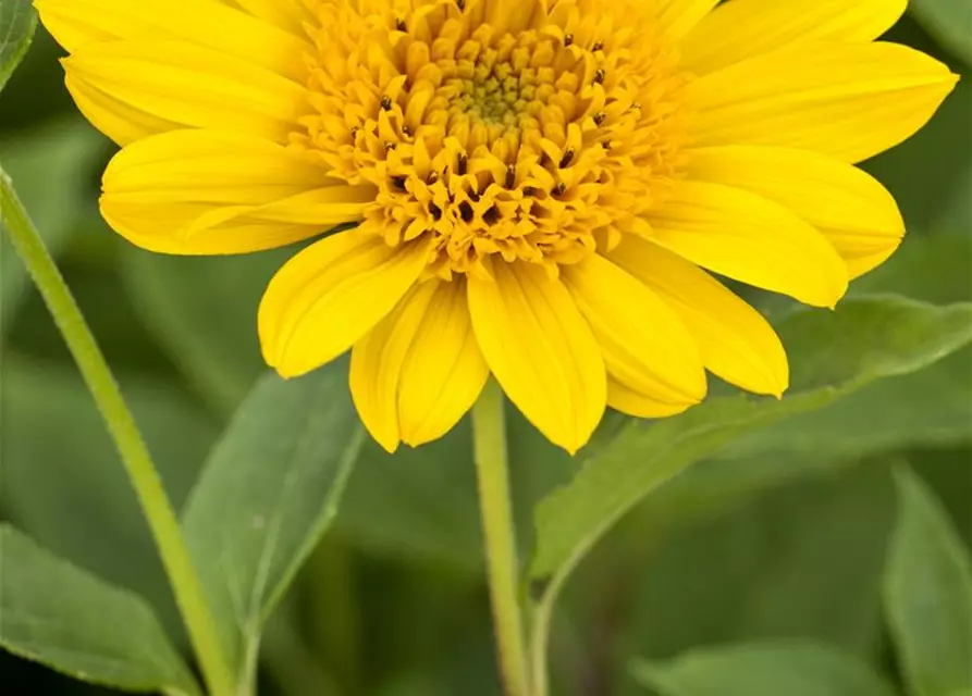 Garten-Stauden-Sonnenblume 'Capenoch Star'
