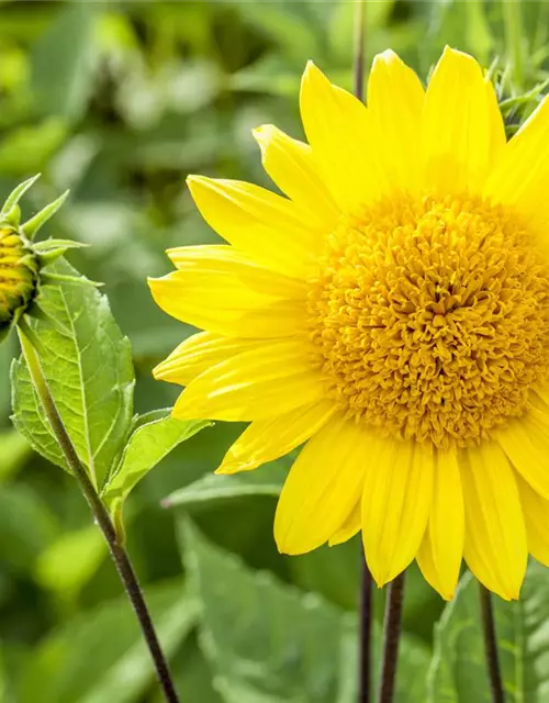Garten-Stauden-Sonnenblume 'Capenoch Star'